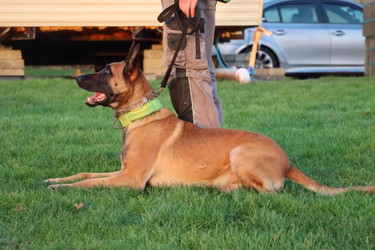 Max, a fawn working-line Belgian Malinois, lying on grass on a lead beside his handler