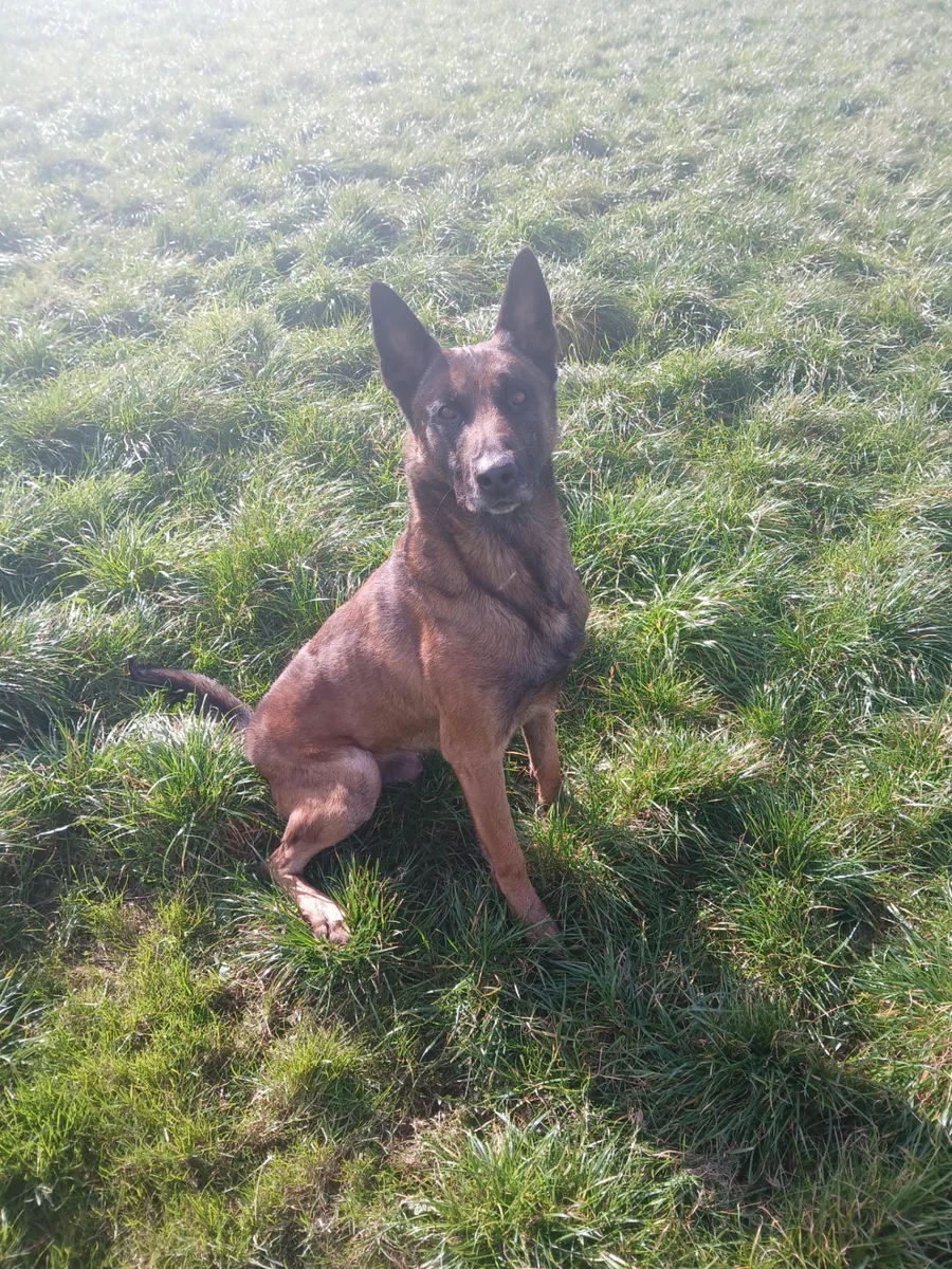 Buddy, a strong fawn Belgian Malinois, sitting in a grass field looking at the camera